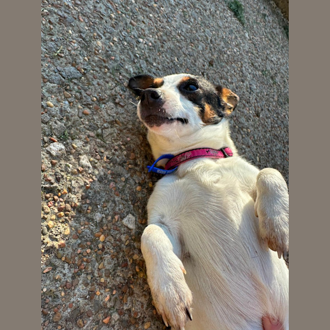 Photo of Minnie   2 Year Old Mini Foxy
