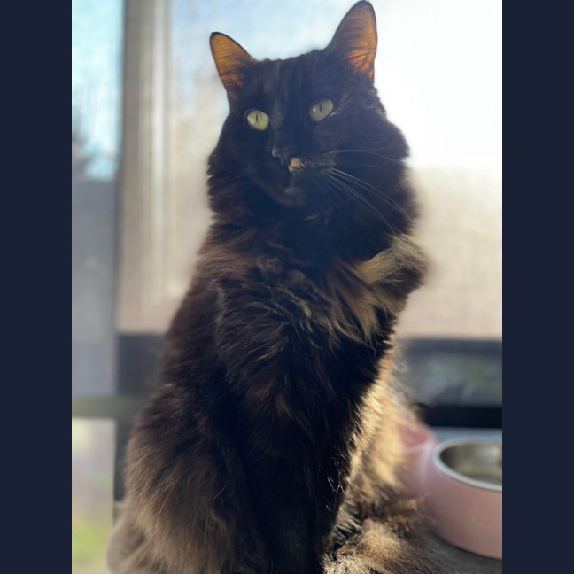 Photo of Evie   In Foster Care In Bentleigh East