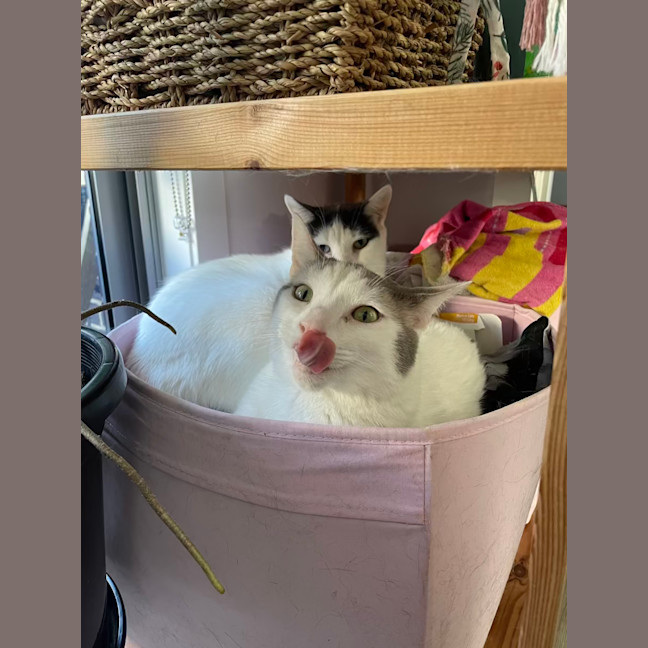 Photo of Missy & Pablo 🌷🐈