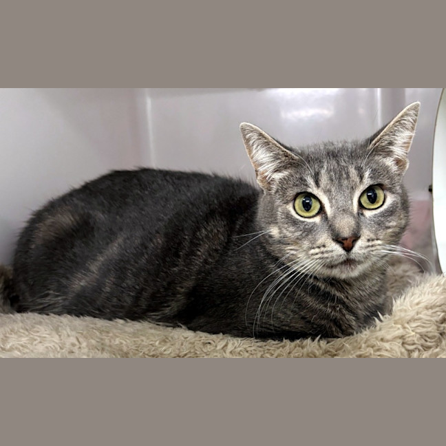 Photo of Lulu Stk013064