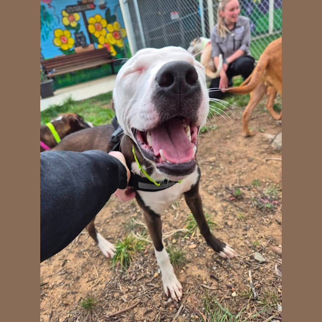 Photo of Patch! 🧩