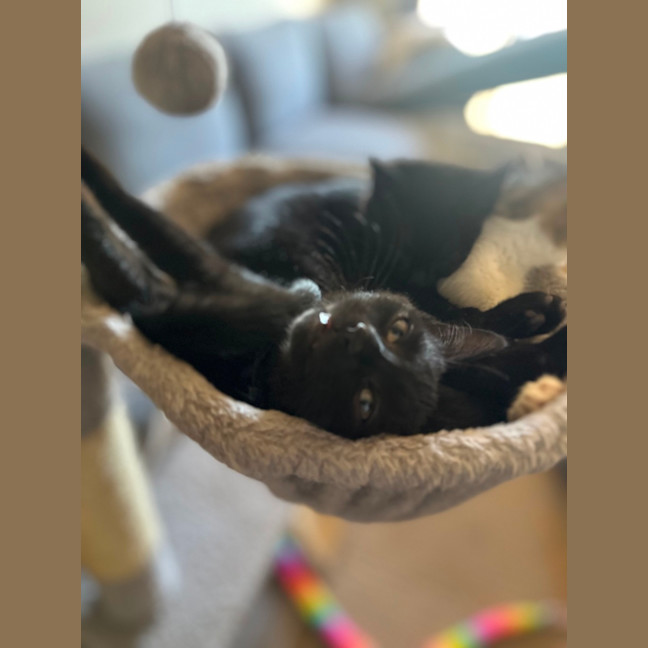 Photo of Luna