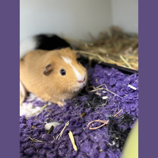 Photo of Derek (Bonded To Dougie)