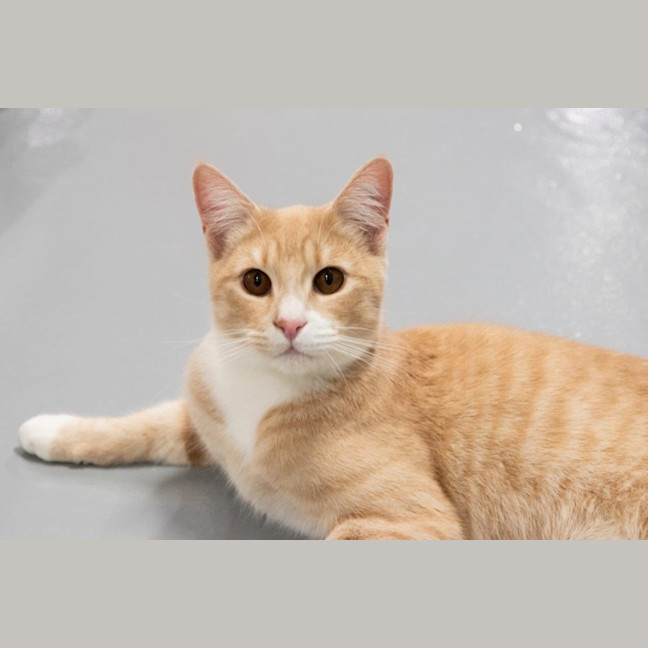 Photo of Luca Quinnell