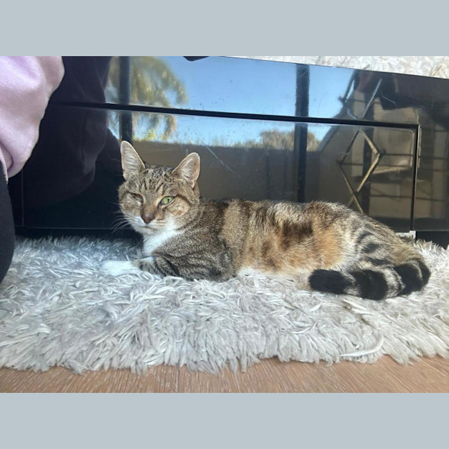 Photo of Herbie