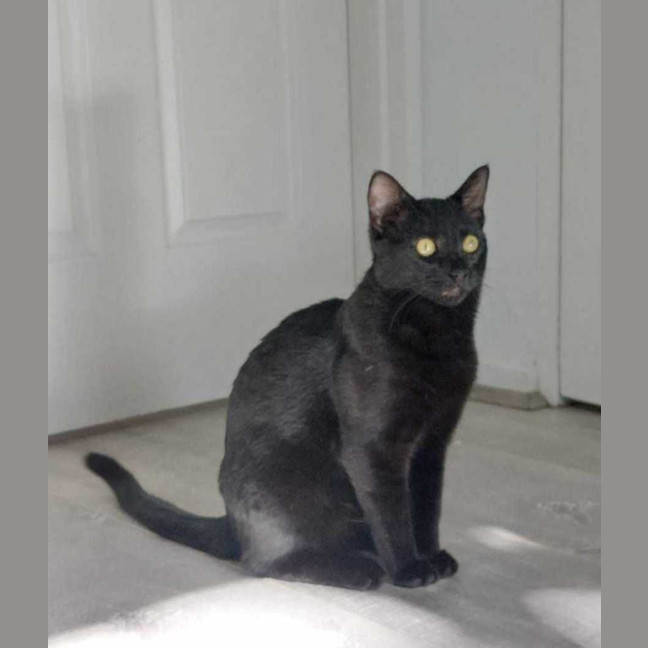 Photo of Shakespeare 🐈‍⬛
