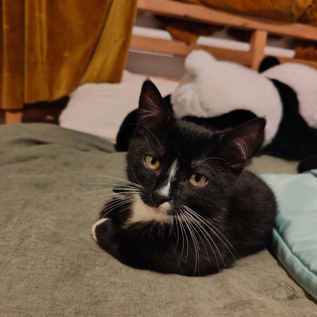 Photo of Bernie & Stripey
