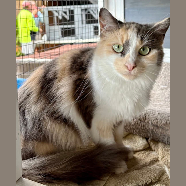 Photo of Nova