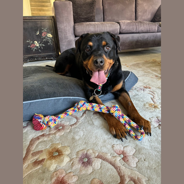 Photo of Nala 