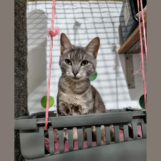 Photo of Delilah