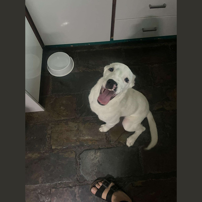 Photo of Bolt