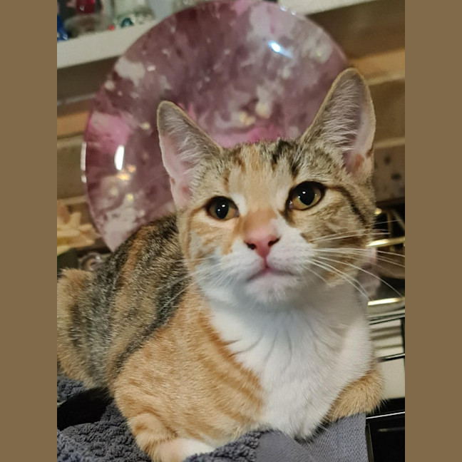 Photo of Osha & Rosemary