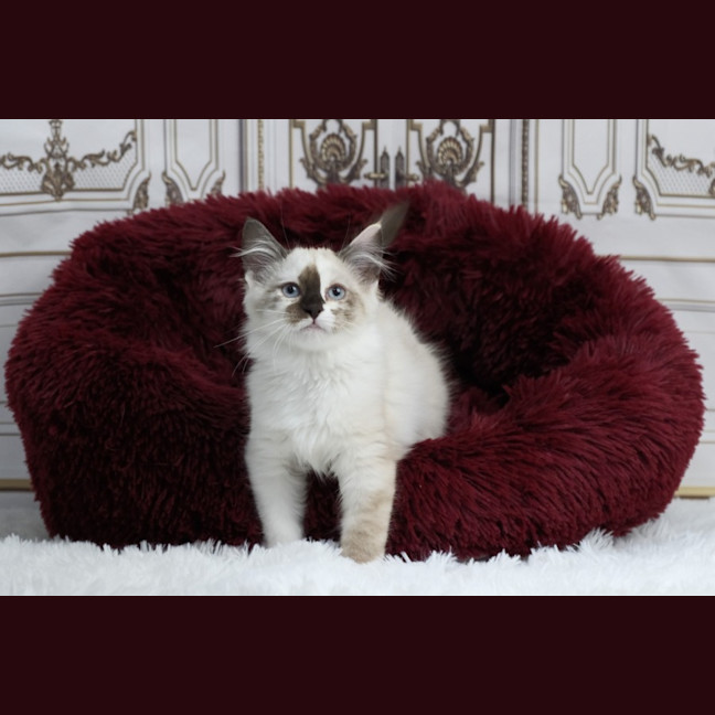 Photo of Chanel