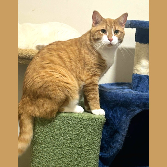 Photo of Ginger Meggs