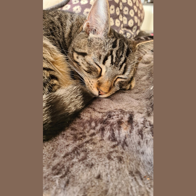 Photo of Chico