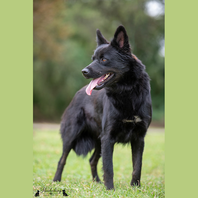 Photo of Bear