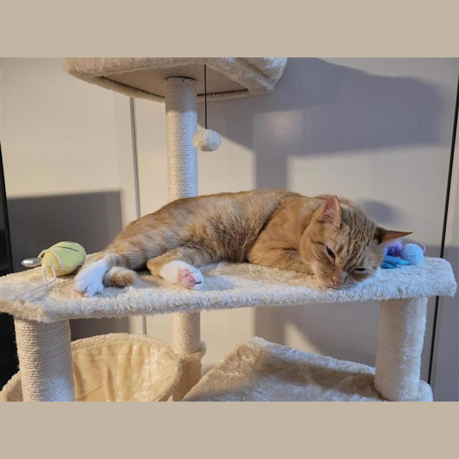 Photo of Cheeto