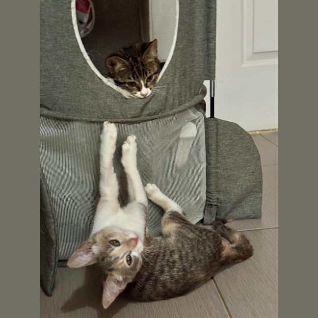 Photo of Tay Tay & Britney 