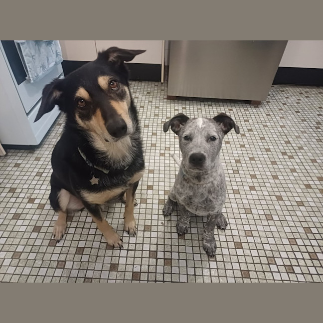 Photo of Diesel 