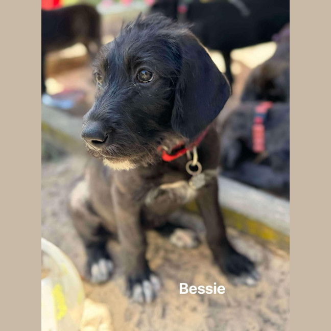 Photo of Bessie