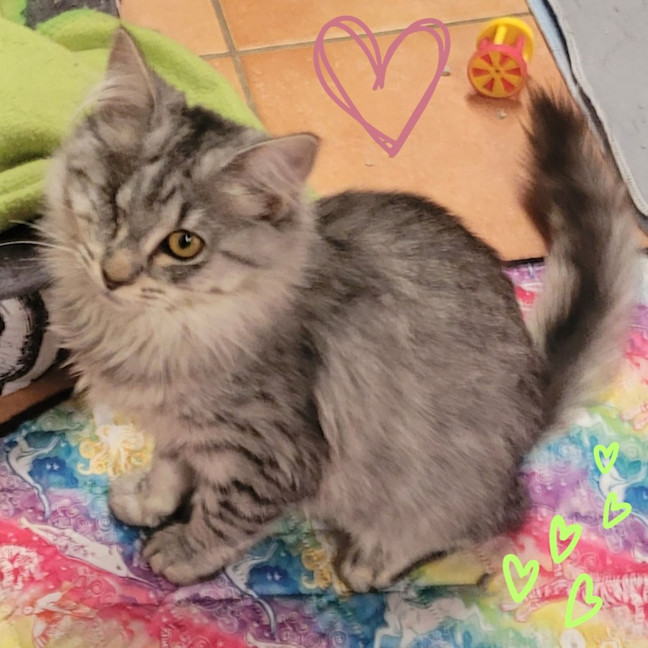 Photo of 💖 Chloe & Charlie 💖