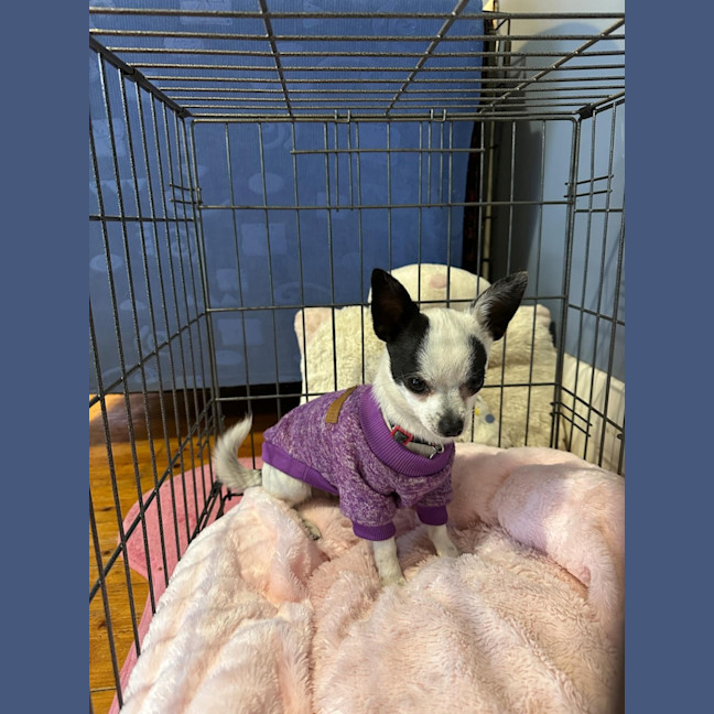 Photo of Burrito