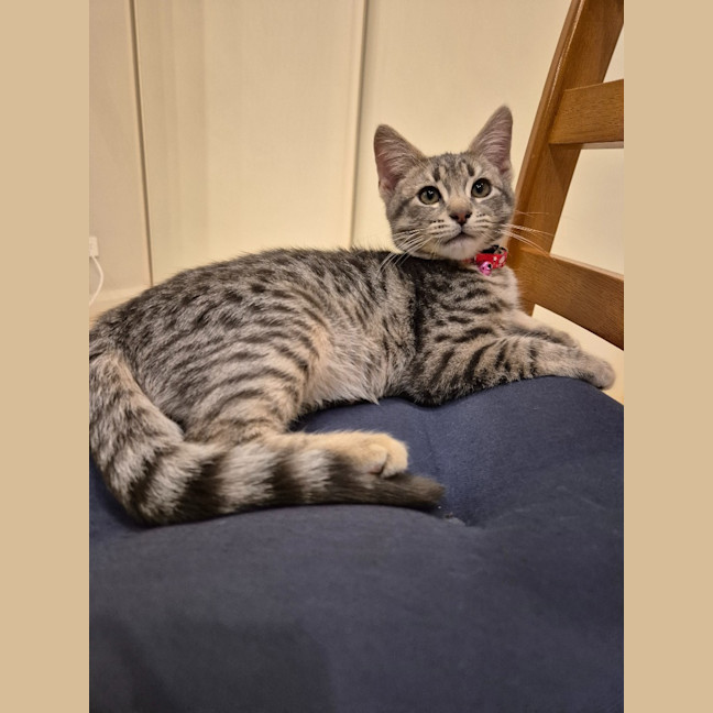Photo of Zoodle Now Ripley
