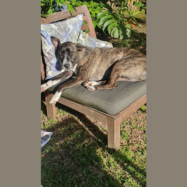 Photo of Zelda