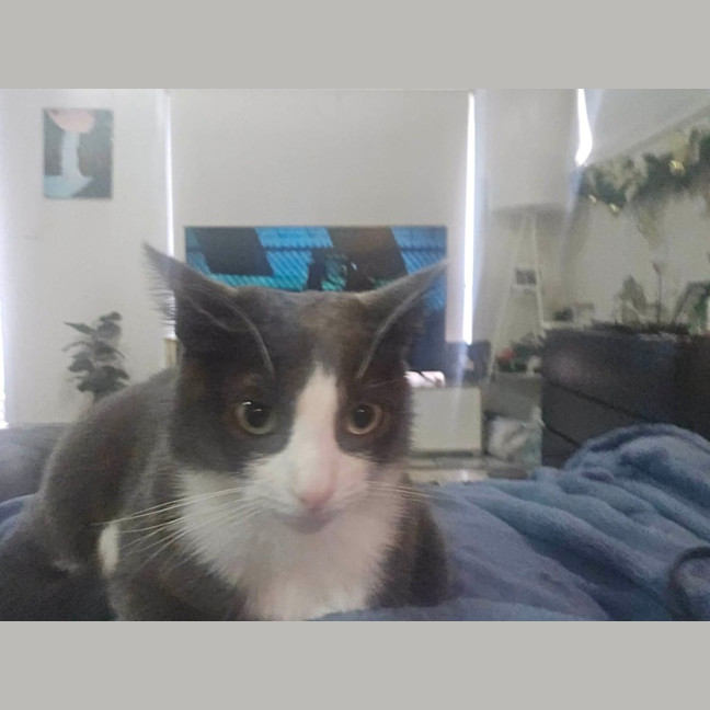 Photo of Vippy