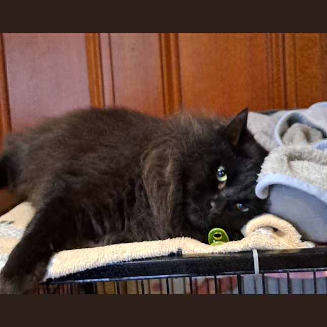 Photo of Raven 