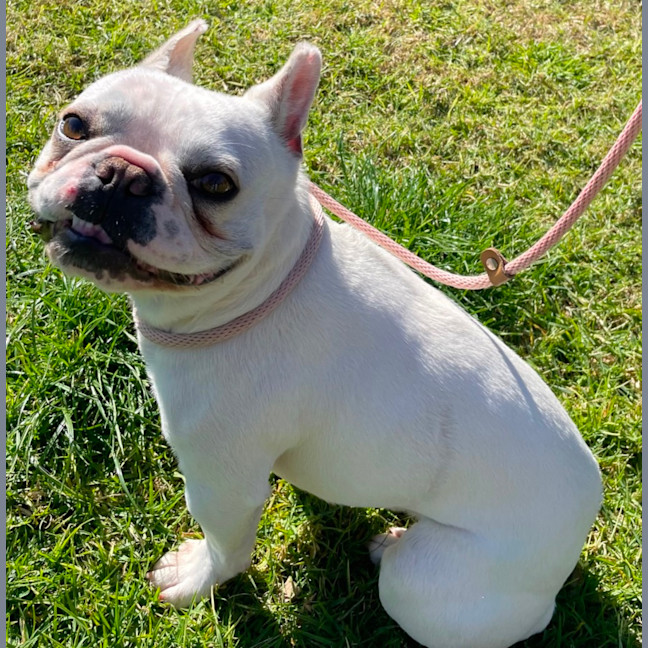 Photo of Millie 
