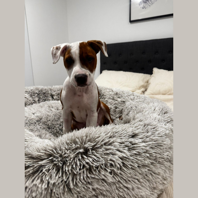 Photo of Crunchie