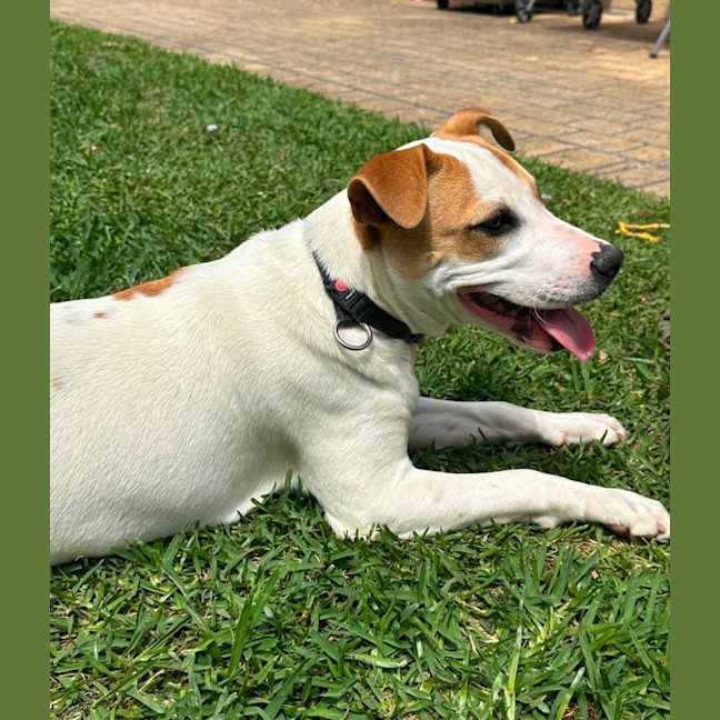 Photo of Harry 🎾🐕 (Assisted Rehome)