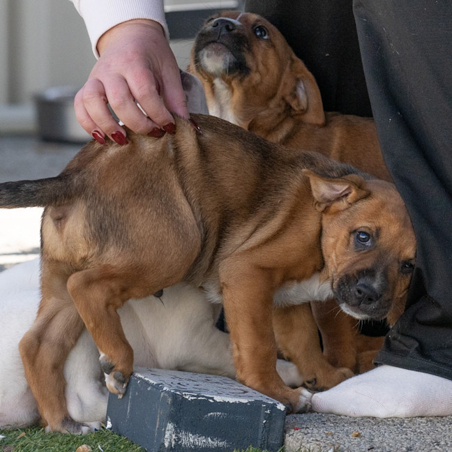 Photo of Bullet