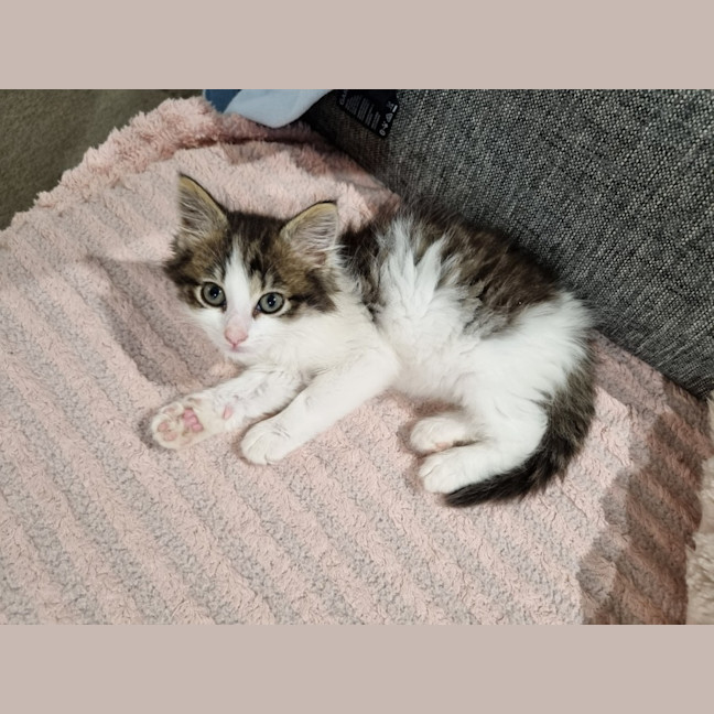 Photo of Penny