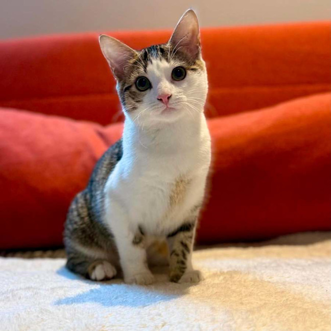 Photo of Suki   In Foster Care In Brunswick East