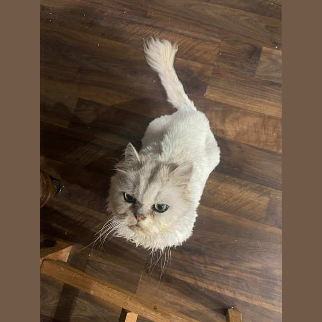 Photo of 🎩Darby🎩