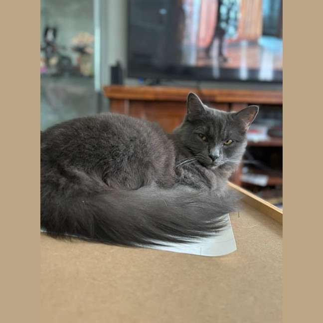 Photo of Kya