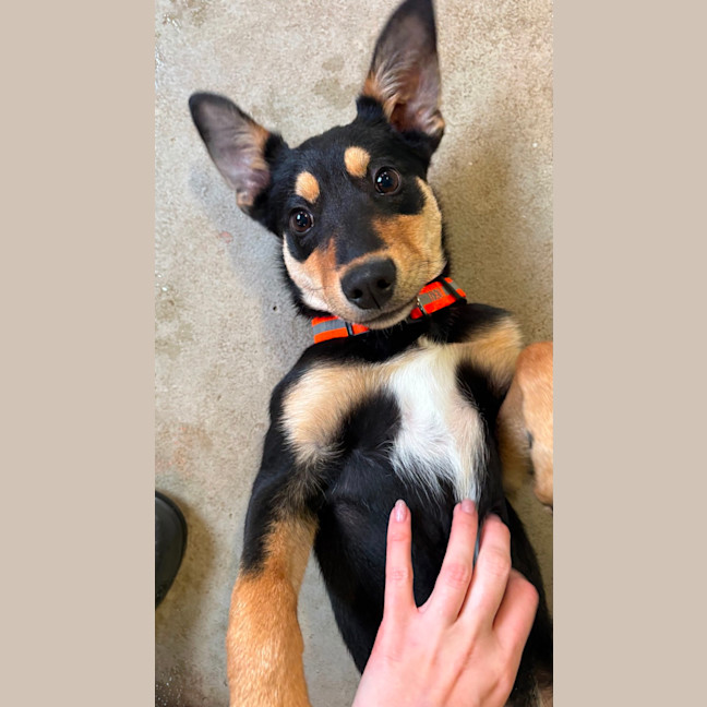 Photo of Goober Jnr (Goobz Joonz)