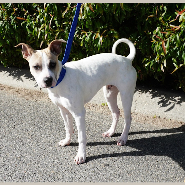 Photo of Tyke