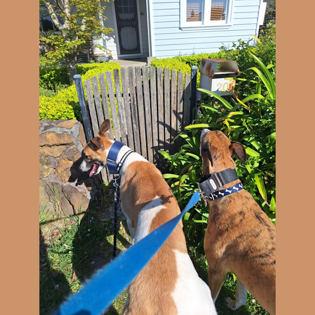 Photo of Billy, The Greyhound