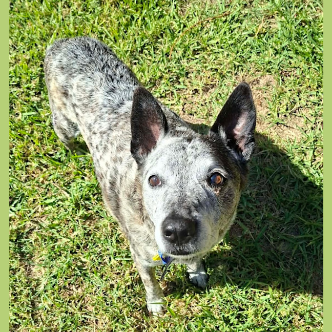 Photo of Buddy   10 Year Old Cattle Dog