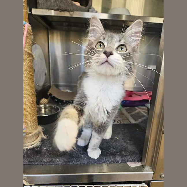 Photo of Silver