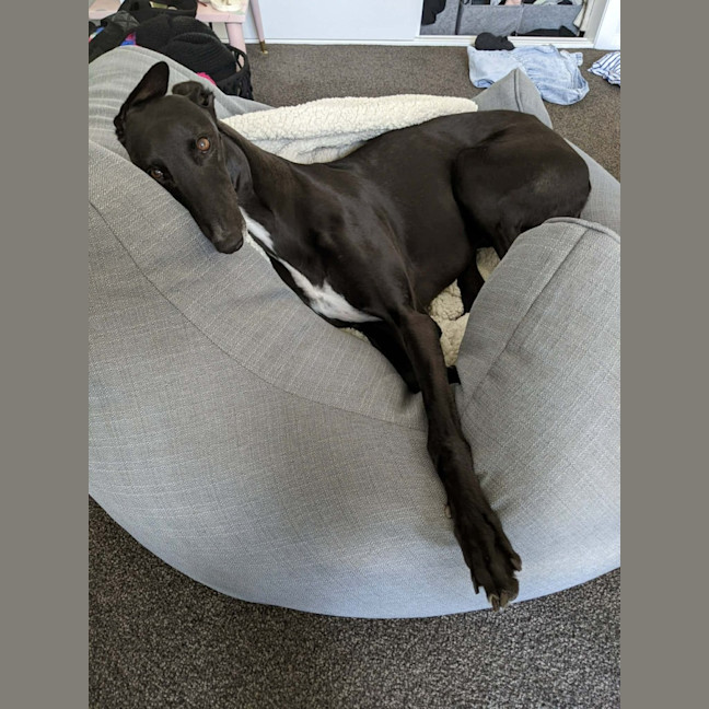 Photo of Cassie, The Greyhound