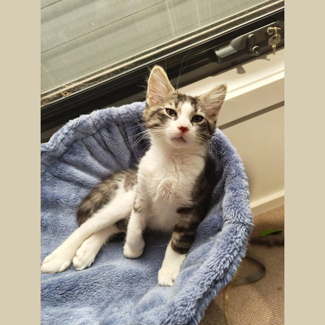 Photo of Cadbury