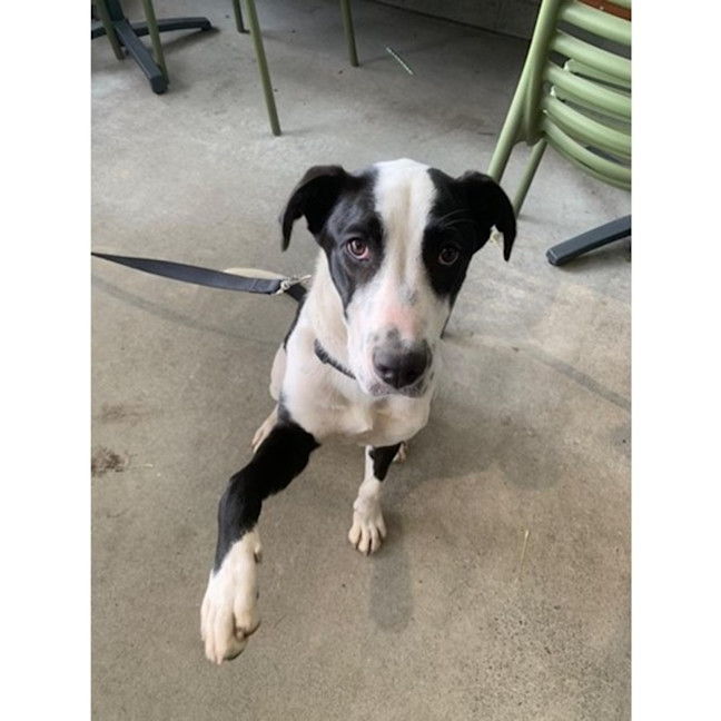 Photo of Ace *$250 Adoption Fee*