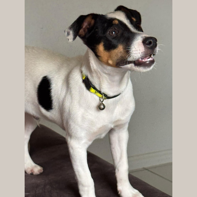 Photo of Andy   5 Month Old Jack Russell X Fox Terrier (Tri