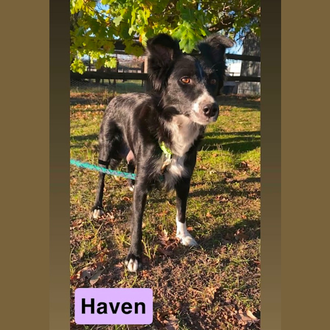 Photo of Haven ~ 2yo Border Collie