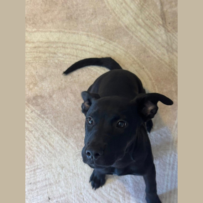 Photo of Willow