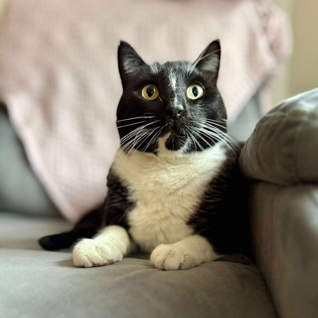 Photo of Stripe And Bandit   Located In Croydon